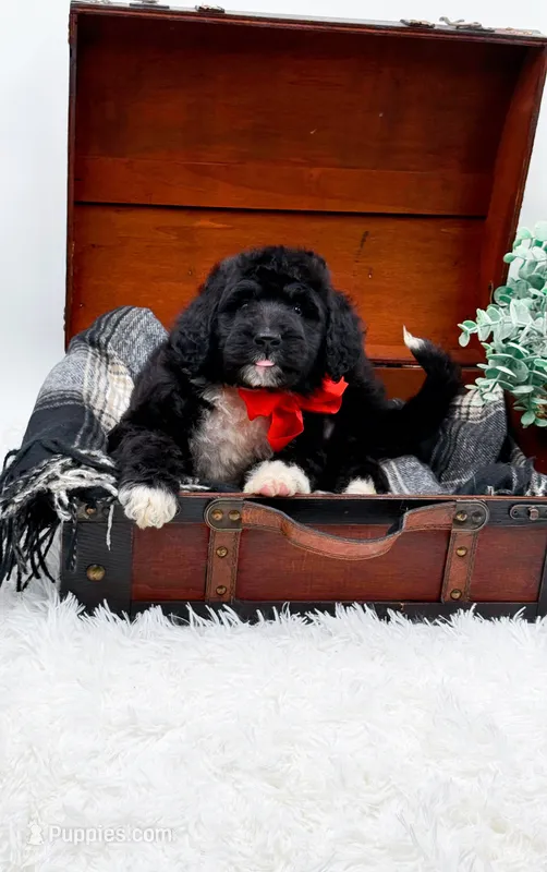 Fonzie – Bernedoodle puppy for sale in Statesville, NC