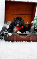 Fonzie, a male Bernedoodle for sale in Statesville, NC – 1 of 10