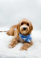 Andy, a male Miniature Goldendoodle for sale in Statesville, NC – 4 of 10