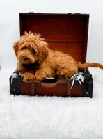 Annie, a female Miniature Goldendoodle for sale in Statesville, NC – 9 of 10