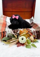 Maddie, a female Poodle - Toy  for sale in Statesville, NC – 7 of 10