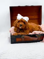 Ruby, a female Cavapoo for sale in Statesville, NC – 2 of 10