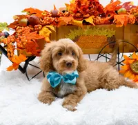 Ted, a male Cavapoo for sale in Statesville, NC – 8 of 10