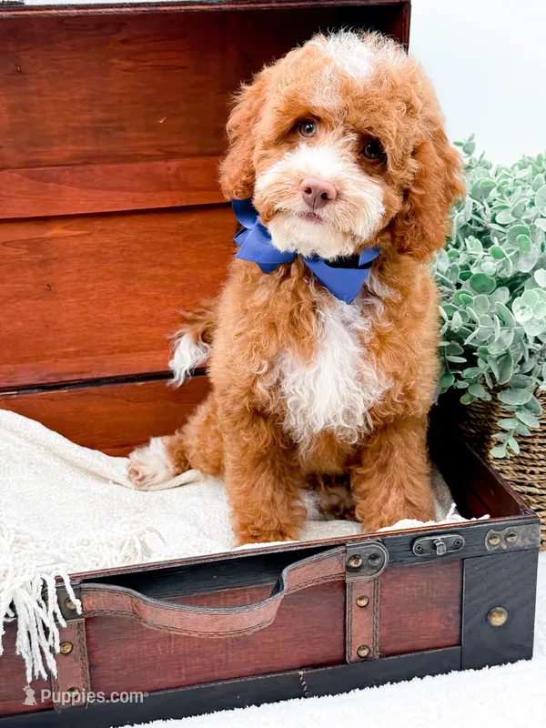 Petite-Billy – Miniature Goldendoodle puppy for sale in Statesville, NC