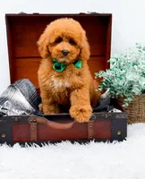 Eddie, a male Miniature Goldendoodle for sale in Statesville, NC – 7 of 10