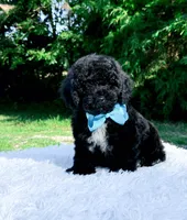Micro Mini-Nelson, a male Miniature Bernedoodle for sale in Statesville, NC – 10 of 10