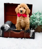 Ginger, a female Goldendoodle for sale in Statesville, NC – 8 of 10