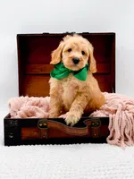 Alvin, a male Miniature Goldendoodle for sale in Statesville, NC – 6 of 10