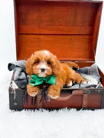Stewart, a male Cavapoo for sale in Statesville, NC – 6 of 10