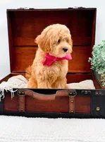 Pansy, a female Miniature Goldendoodle for sale in Statesville, NC – 4 of 10