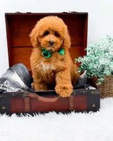 Eddie, a male Miniature Goldendoodle for sale in Statesville, NC – 8 of 10