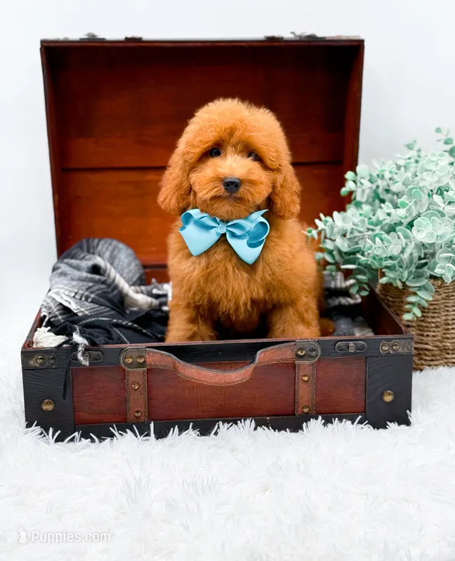 Edwin – Miniature Goldendoodle puppy for sale in Statesville, NC
