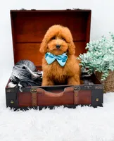 Edwin, a male Miniature Goldendoodle for sale in Statesville, NC – 1 of 10