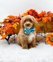 Ted, a male Cavapoo for sale in Statesville, NC – 10 of 10