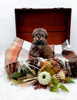 Victor, a male Poodle - Toy  for sale in Statesville, NC – 2 of 10