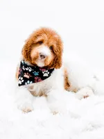 Harry, a male Bernedoodle for sale in Statesville, NC – 5 of 10