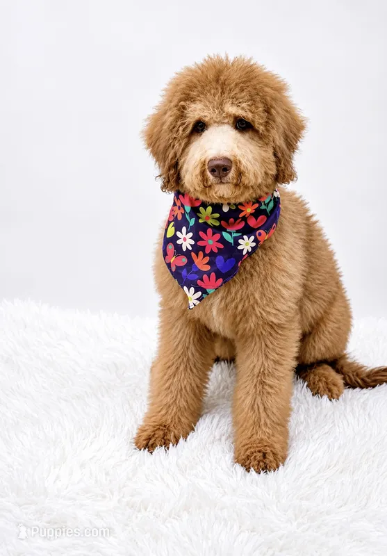 Holly – Bernedoodle puppy for sale in Statesville, NC