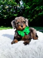Ollie, a male Miniature Bernedoodle for sale in Statesville, NC – 5 of 10