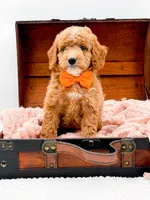 Alfie, a male Miniature Goldendoodle for sale in Statesville, NC – 3 of 10