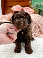 Nestle, a female Miniature Bernedoodle for sale in Statesville, NC – 2 of 10
