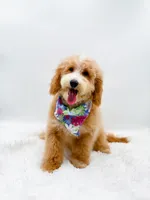 Dolly, a female Miniature Goldendoodle for sale in Statesville, NC – 10 of 10
