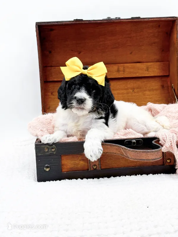 Hope – Bernedoodle puppy for sale in Statesville, NC