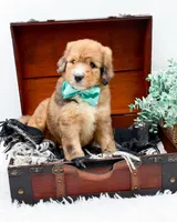 Fletcher, a male Bernedoodle for sale in Statesville, NC – 7 of 10