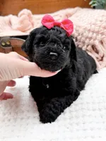 Micro Mini Nancy, a female Miniature Bernedoodle for sale in Statesville, NC – 10 of 10