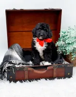 Fonzie, a male Bernedoodle for sale in Statesville, NC – 7 of 10
