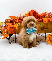 Ted, a male Cavapoo for sale in Statesville, NC – 9 of 10