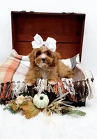 Lady, a female Cavapoo for sale in Statesville, NC – 8 of 10