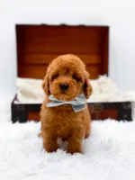 Murphy-AKC, a male Poodle - Toy  for sale in Statesville, NC – Photo 5 of 10