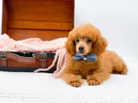 Murphy-AKC, a male Poodle - Toy  for sale in Statesville, NC – Photo 2 of 10