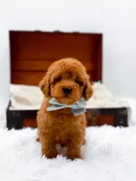 Murphy-AKC, a male Poodle - Toy  for sale in Statesville, NC – Photo 4 of 10