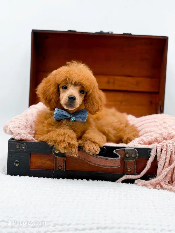 Murphy-AKC – Poodle - Toy  puppy for sale in Statesville, NC