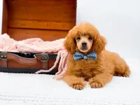 Murphy-AKC, a male Poodle - Toy  for sale in Statesville, NC – Photo 8 of 10