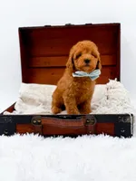 Murphy-AKC, a male Poodle - Toy  for sale in Statesville, NC – Photo 7 of 10
