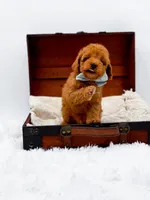 Murphy-AKC, a male Poodle - Toy  for sale in Statesville, NC – Photo 1 of 10