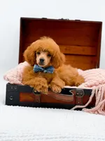 Murphy-AKC, a male Poodle - Toy  for sale in Statesville, NC – Photo 7 of 10