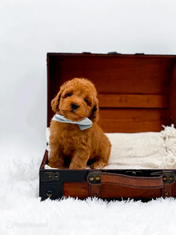 Murphy-AKC – Poodle - Toy  puppy for sale in Statesville, NC