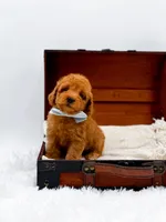 Murphy-AKC, a male Poodle - Toy  for sale in Statesville, NC – Photo 6 of 10