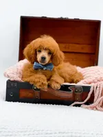 Murphy-AKC, a male Poodle - Toy  for sale in Statesville, NC – Photo 3 of 10