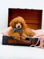 Murphy-AKC, a male Poodle - Toy  for sale in Statesville, NC – Photo 5 of 10