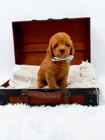 Murphy-AKC, a male Poodle - Toy  for sale in Statesville, NC – Photo 10 of 10
