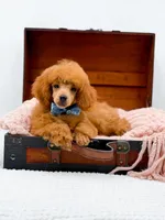 Murphy-AKC, a male Poodle - Toy  for sale in Statesville, NC – Photo 4 of 10