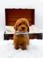 Murphy-AKC, a male Poodle - Toy  for sale in Statesville, NC – Photo 3 of 10