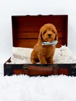 Murphy-AKC, a male Poodle - Toy  for sale in Statesville, NC – Photo 9 of 10