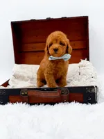 Murphy-AKC, a male Poodle - Toy  for sale in Statesville, NC – Photo 8 of 10