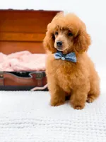 Murphy-AKC, a male Poodle - Toy  for sale in Statesville, NC – Photo 9 of 10