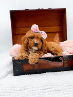 Raleigh, a female Cavapoo for sale in Statesville, NC – 6 of 10